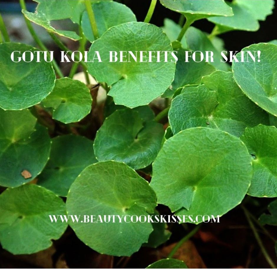 Gotu Kola Benefits for Skin Beauty