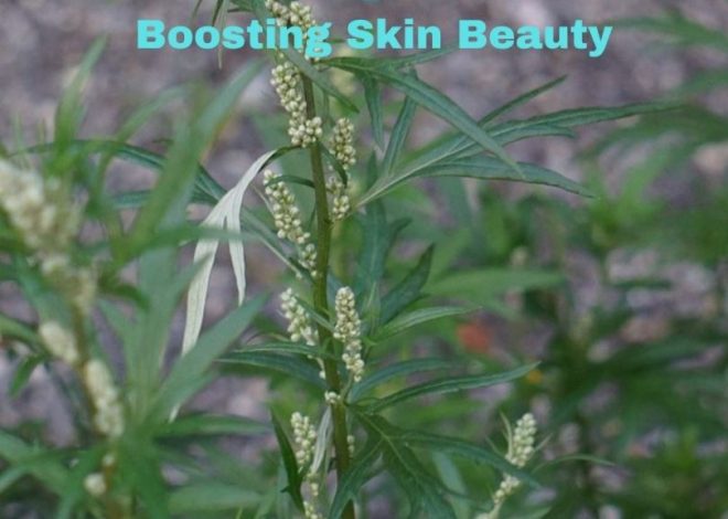 How Mugwort Benefits Skin for Boosting Beauty That You’ll Love