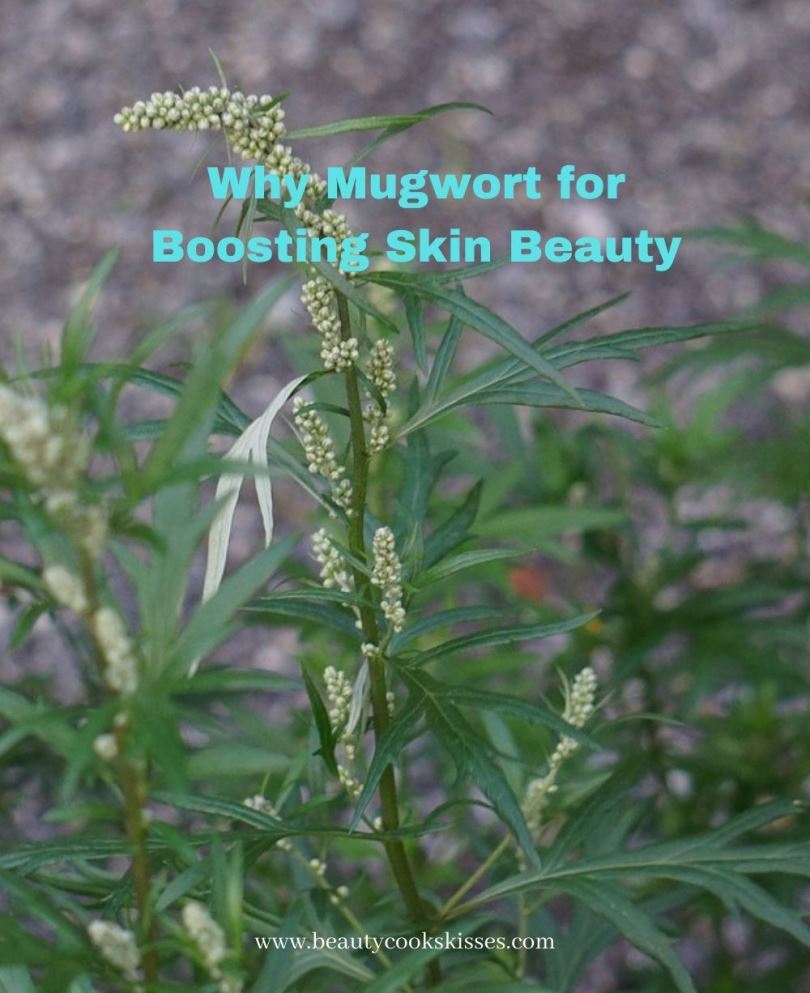 How Mugwort Benefits Skin for Boosting Beauty That You’ll Love
