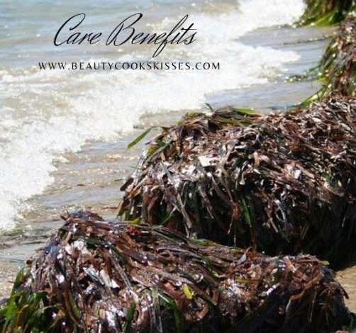 The Many Benefits of Seaweed Skin Care