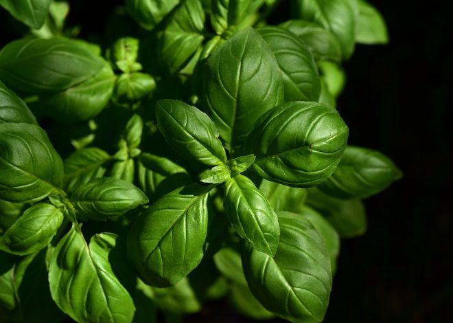 9 Powerful Herbs for Cooking, Health and Beauty