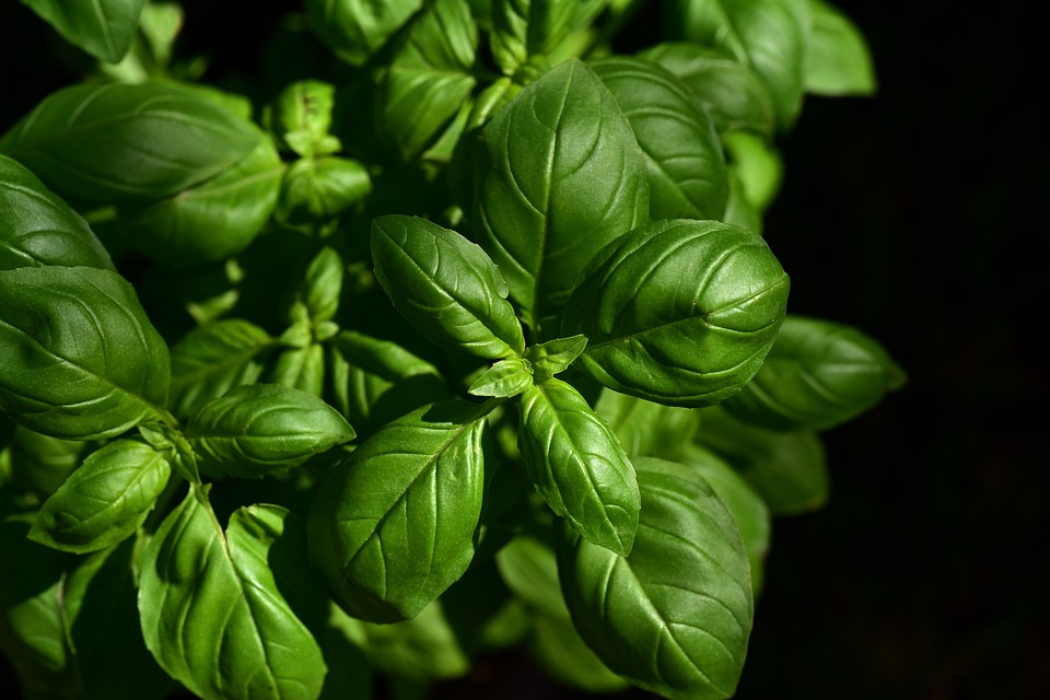 9 Powerful Herbs for Cooking, Health and Beauty