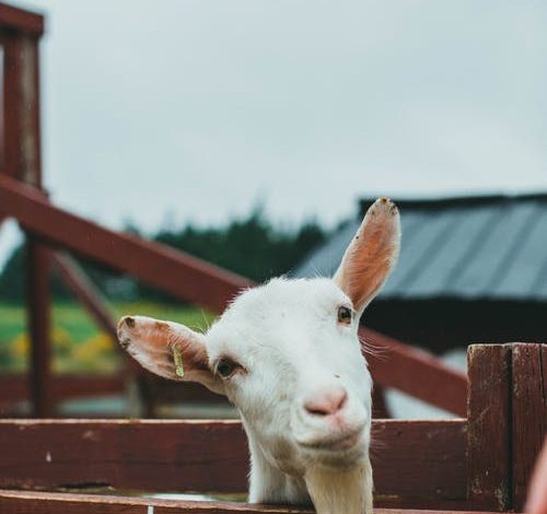 Goat Milk Soap Benefits and Why It Has Such Value for Your Complexion