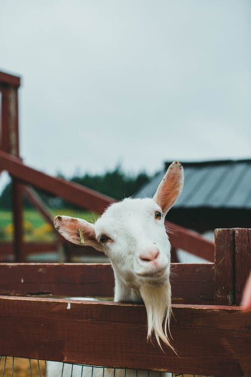 Goat Milk Soap Benefits and Why It Has Such Value for Your Complexion